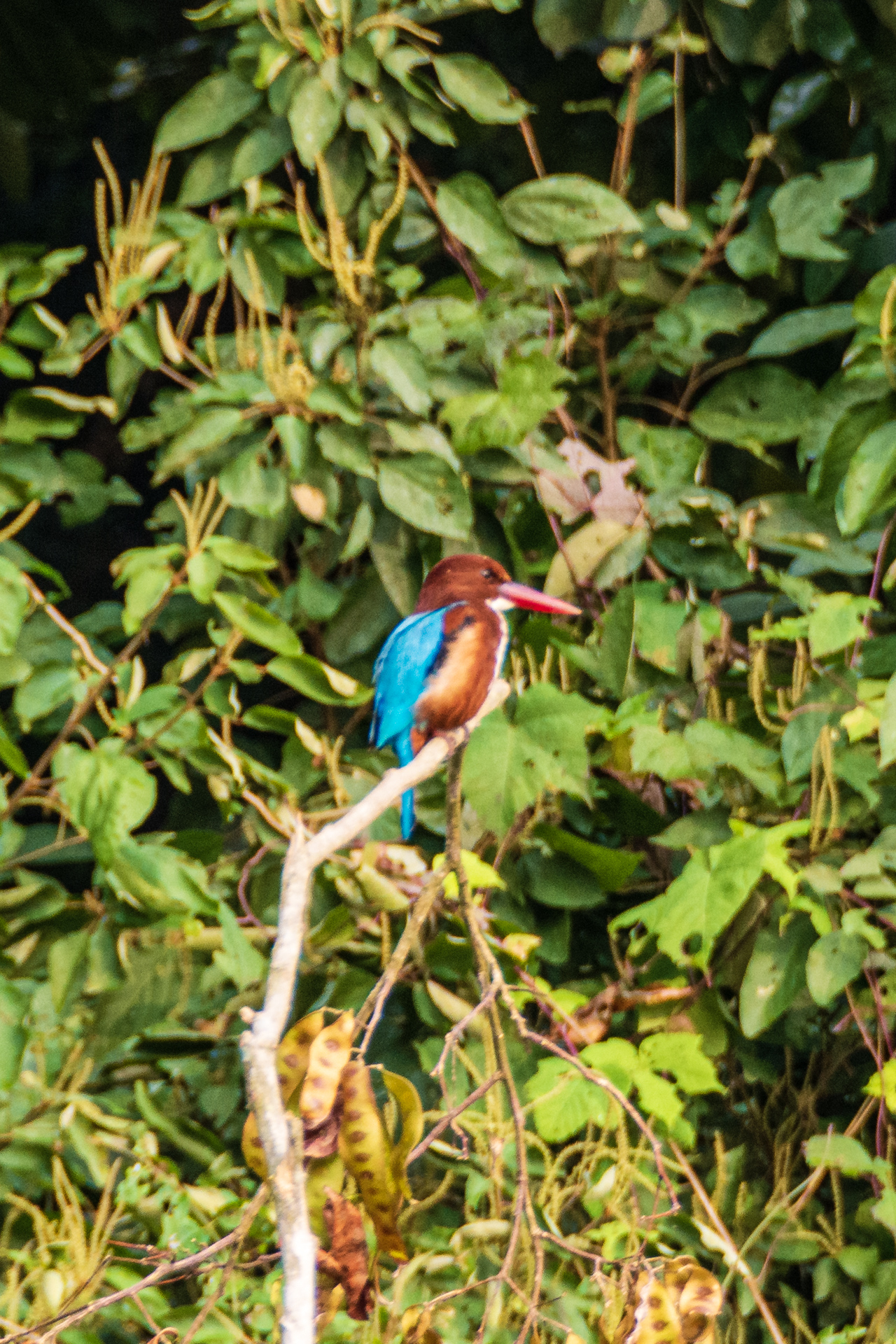 Chitwan Rapti River Tour